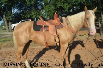 MISSING EQUINE, Civil - Rowdy aka Trigger,  Near Bartonville, TX, 76266